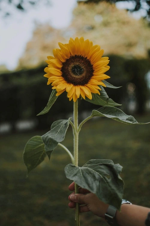 pexels-lilartsy-1624076 (1) (1)